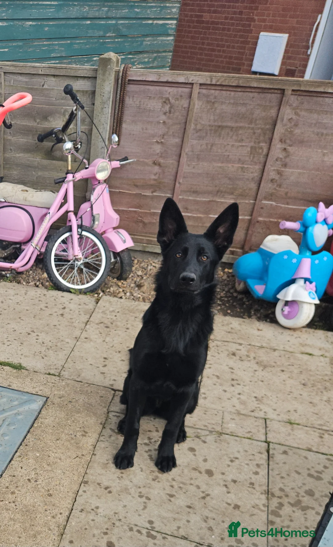 German Shepherd dogs for sale: Female German Shepard - Advert 4
