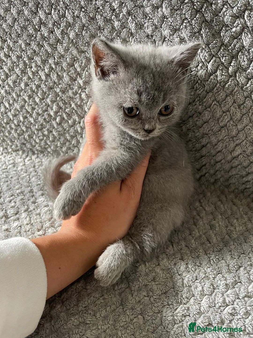 British Shorthair cats for sale: GCCF British Shorthair Kittens – Blue & Lilac - Advert 1