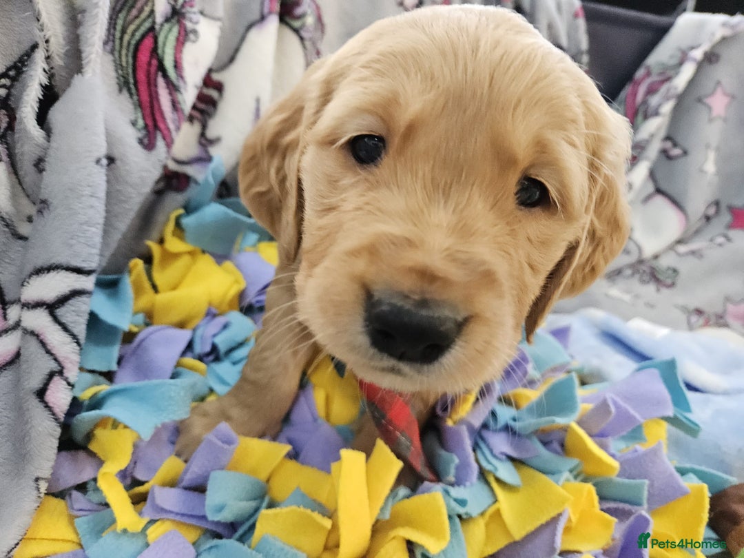 Golden Retriever dogs for sale: Astounding KC Registered Puppies  - Advert 4