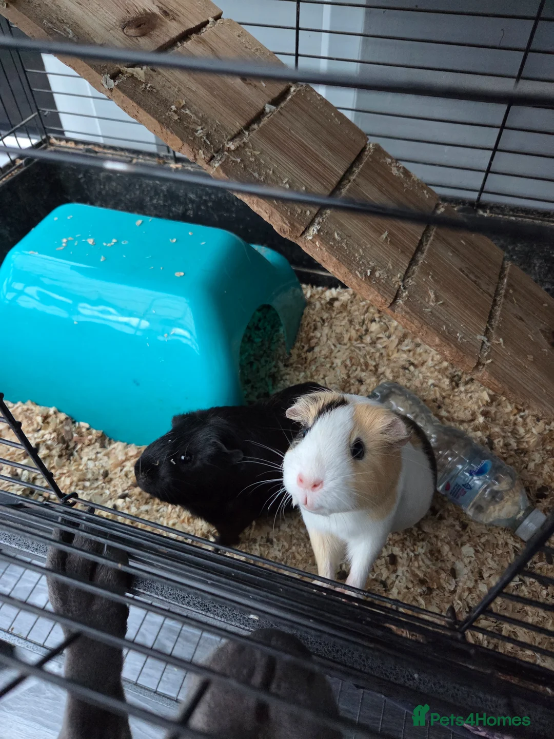 Guinea Pig rodents for sale: Two female guinea pigs - Advert 1