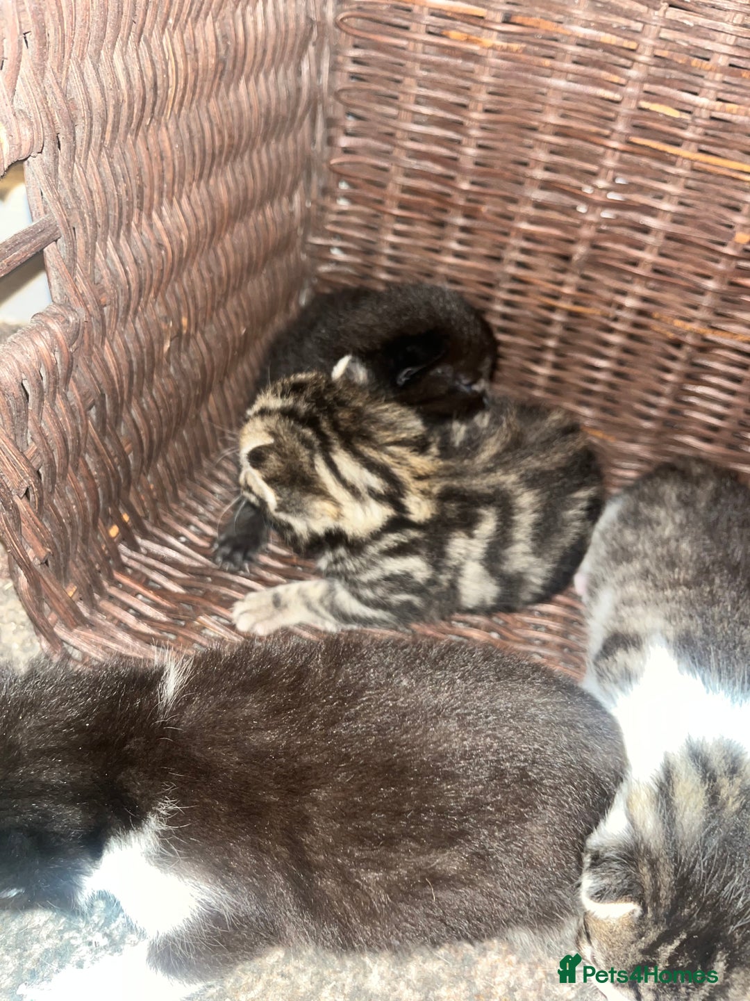 British Shorthair cats for sale: Kittens for rehoming - Advert 1