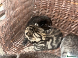 British Shorthair cats Kittens for rehoming - Advert 1