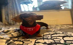 Dachshund dogs for stud: Stud Available — “Rolo” the Chocolate Dachshund  - Image 10