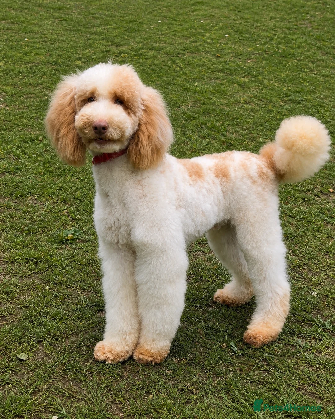 Miniature Poodle dogs for stud: Professional Stud Service - Cookie -Apricot Parti  - Advert 2