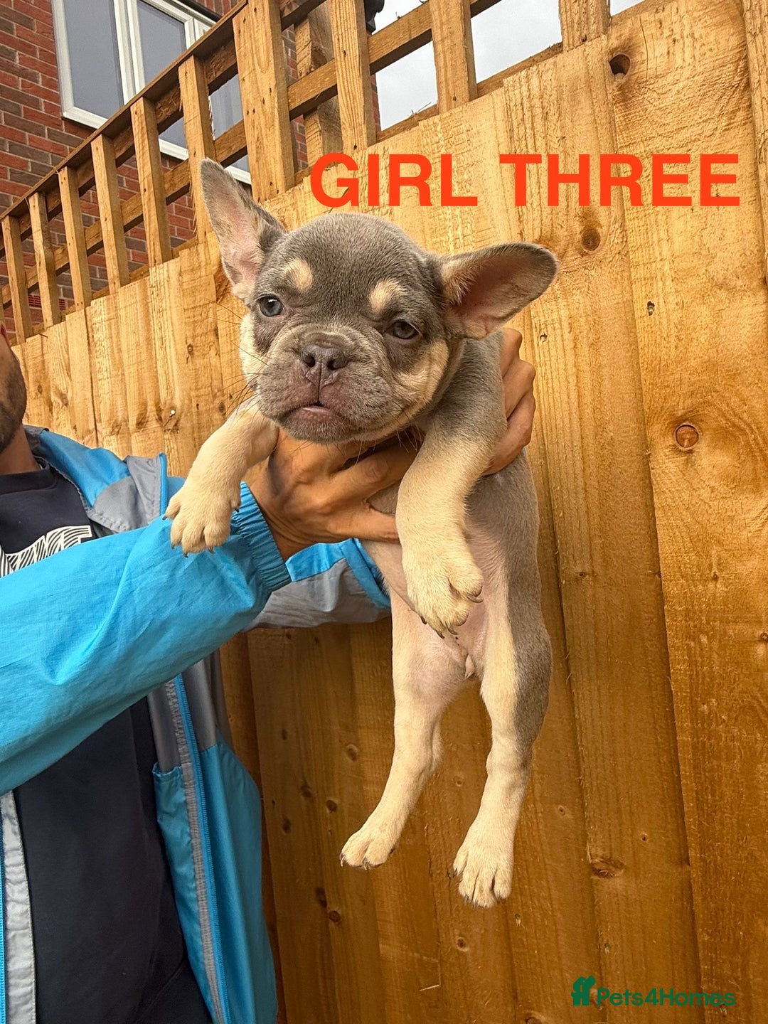 French Bulldog dogs for sale: French Bulldog Puppies - Image 6