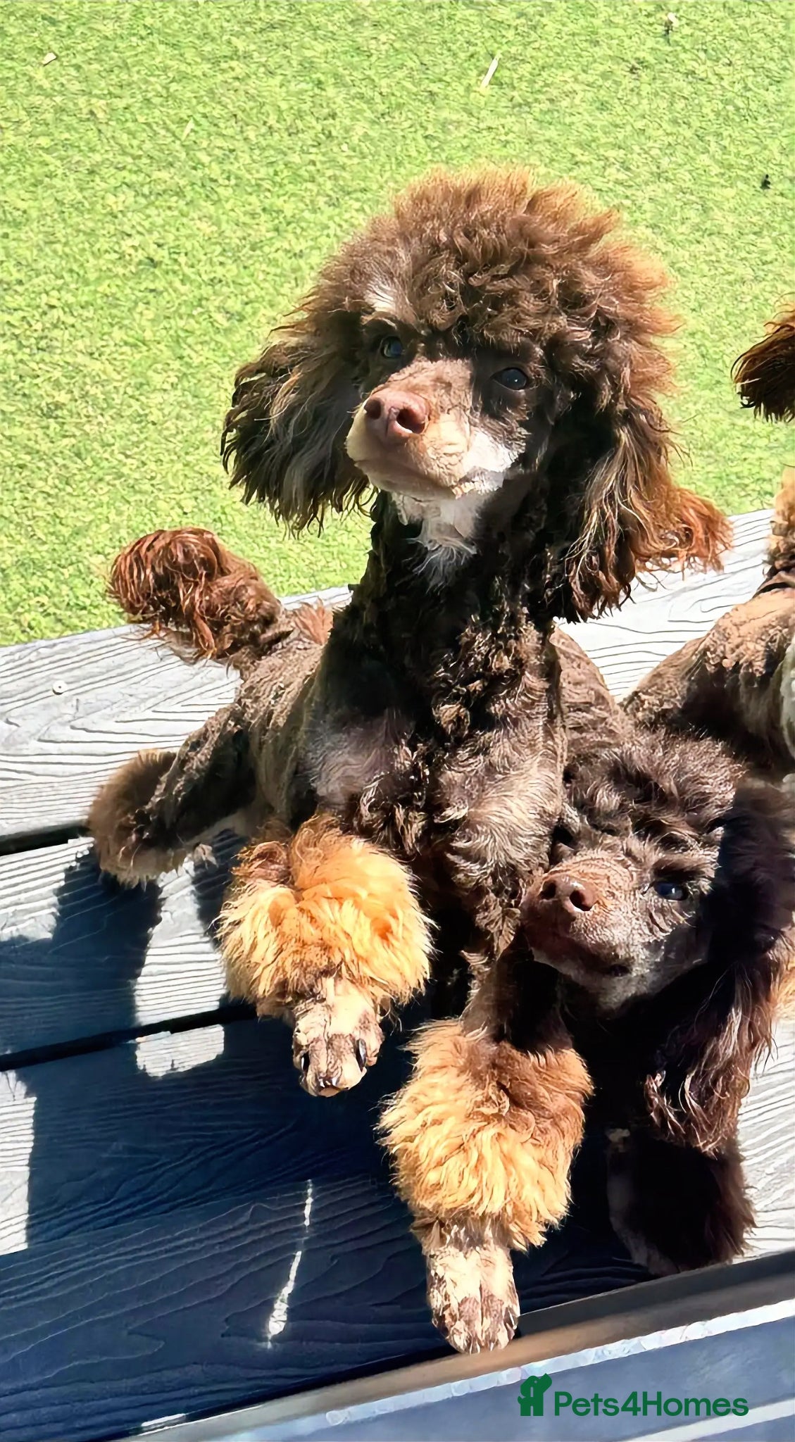 Toy Poodle dogs Chocolate Phantom KC Toy Poodle STUD - Advert 1