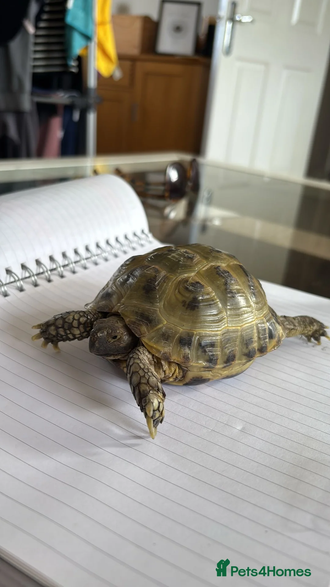 Tortoise reptiles for sale: Horsefield Tortoise’ in Droitwich - Advert 1