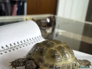 Tortoise reptiles Horsefield Tortoise’ - Advert 5