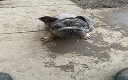 French Bulldog dogs for sale: French Bulldog  - Image 3