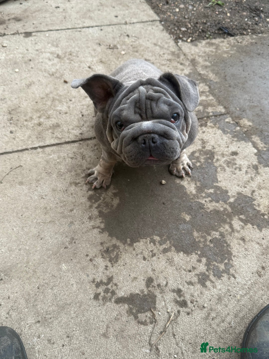 French Bulldog dogs for sale: French Bulldog  - Image 3