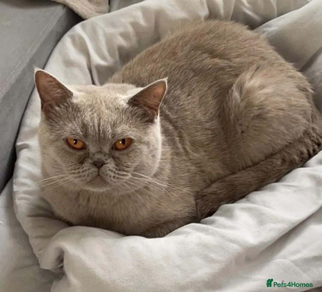 Mixed Breed cats for sale: 🐾 Beautiful Half British Shorthair Kittens 🐾 in Solihull - Advert 9