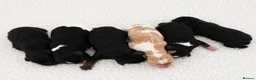 Cavapoo dogs for sale: 🧸F1  cavapoos – Ethical Licensed Breeder🧸 - Advert 4