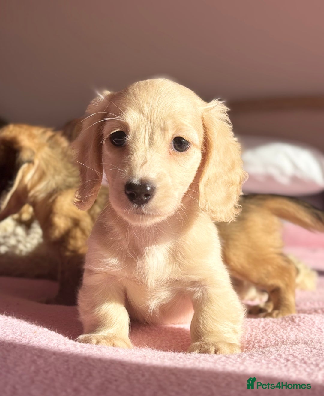Miniature Dachshund dogs for sale: KC 🐶 Miniature Long Haired Cream Dachshund 🐶  - Advert 15