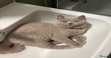 British Shorthair cats - Advert 13