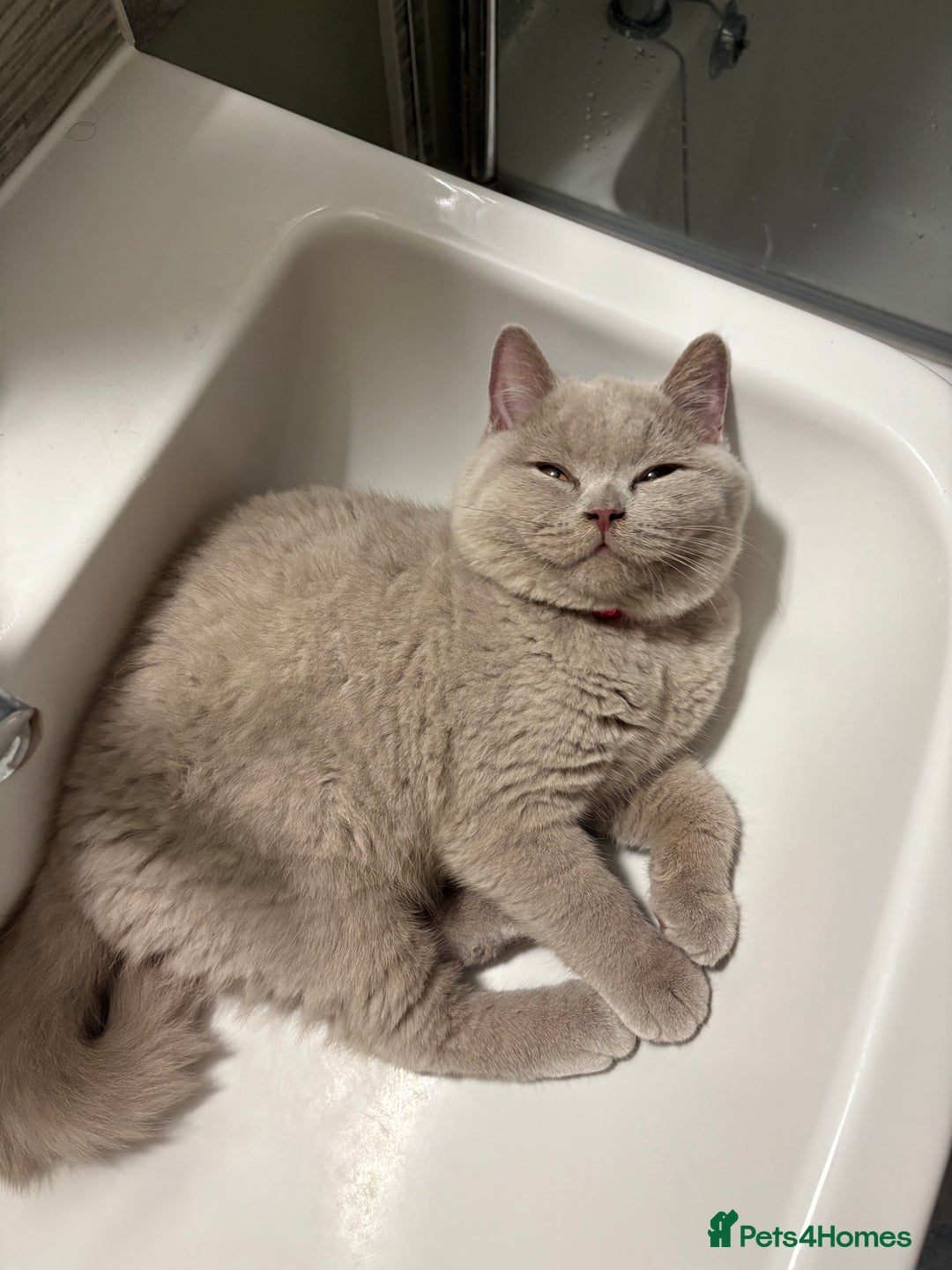 British Shorthair cats for sale: 4 month old GCCF British Short Hair - LILAC - Image 3