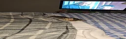 Mixed Breed cats for sale: Tabby kitten- named Umi - Advert 4