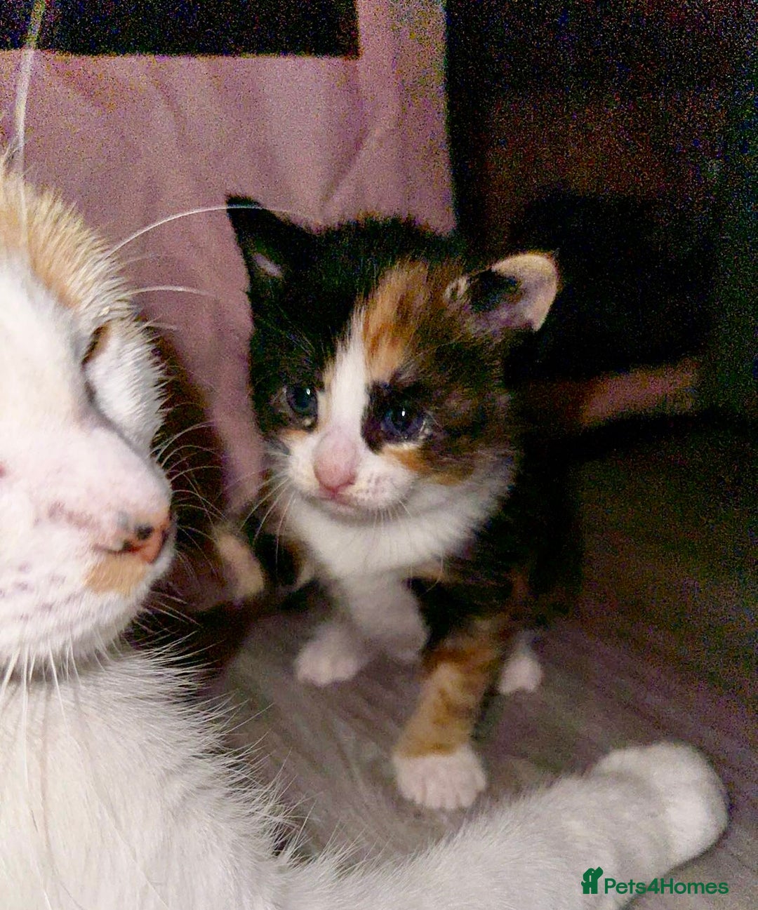 Mixed Breed cats for sale:  Beautiful tortoise shell half maincoon kittens  - Advert 20