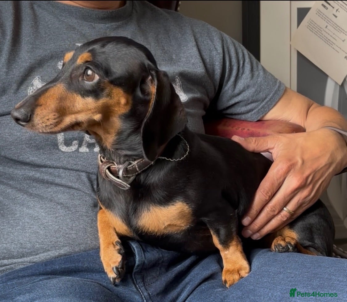 Miniature Dachshund dogs KC Registered Miniature Dachshund 5 years Old  - Advert 1