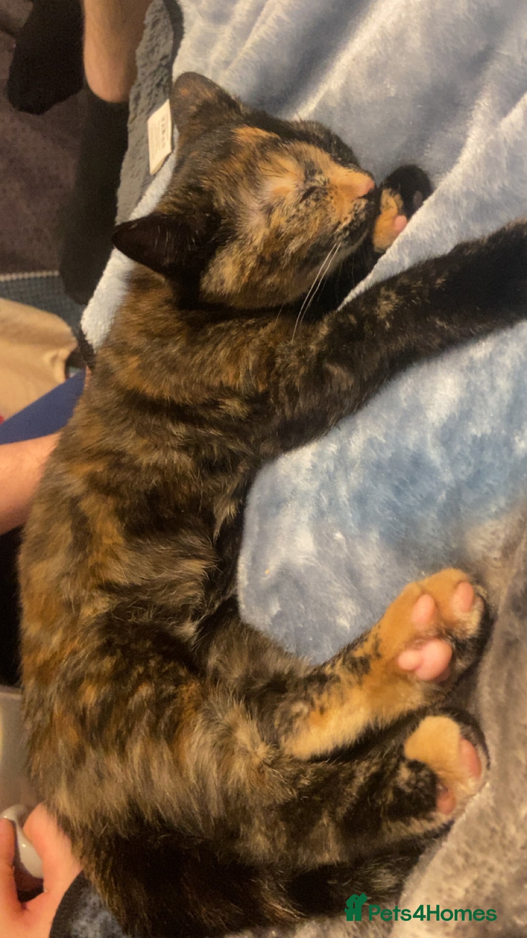 Persian cats for sale: Persian tabby cat - Image 5