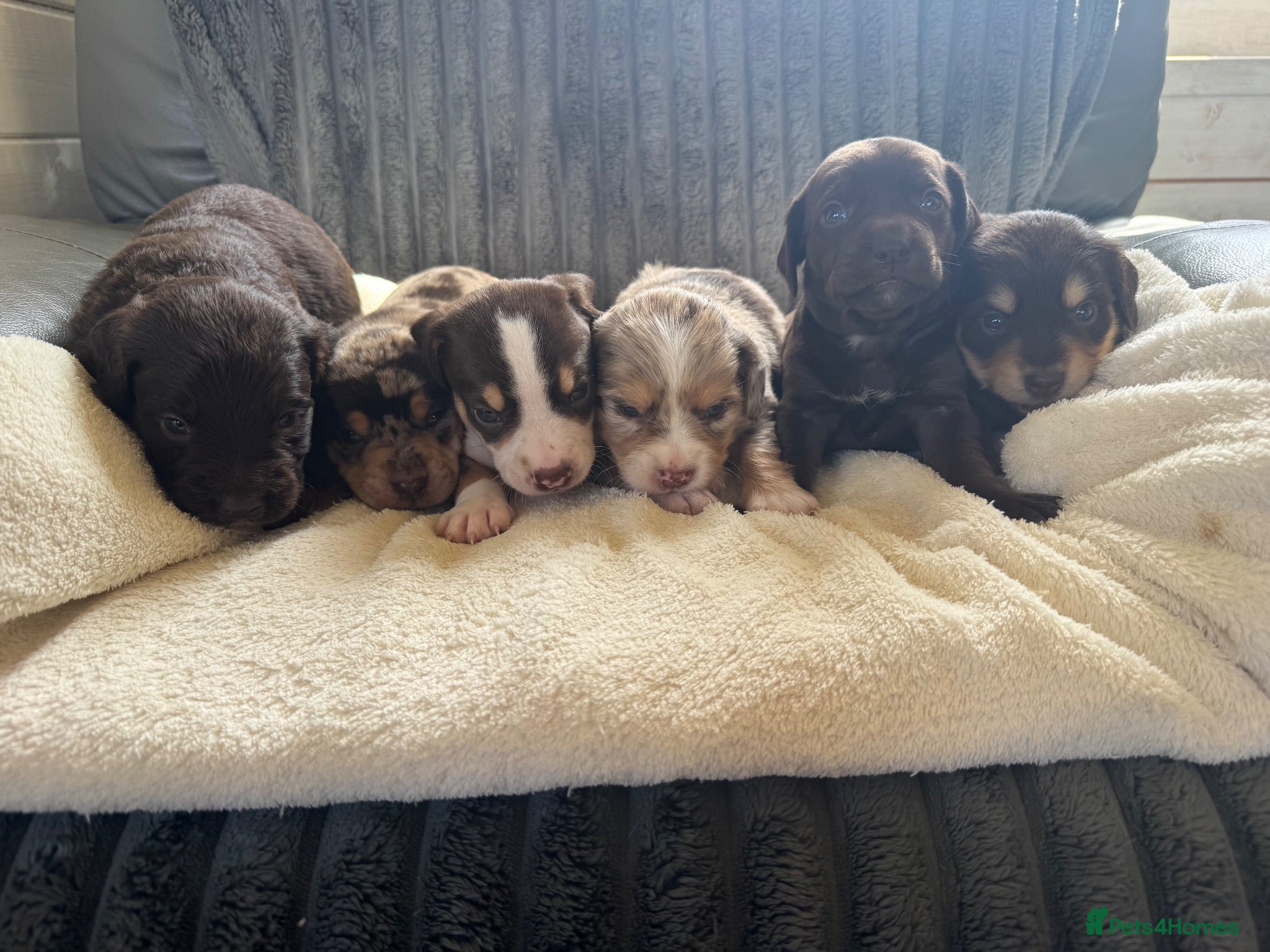 Mixed Breed dogs CHI SPANIEL PUPPIES READY 5th SEP - Advert 4