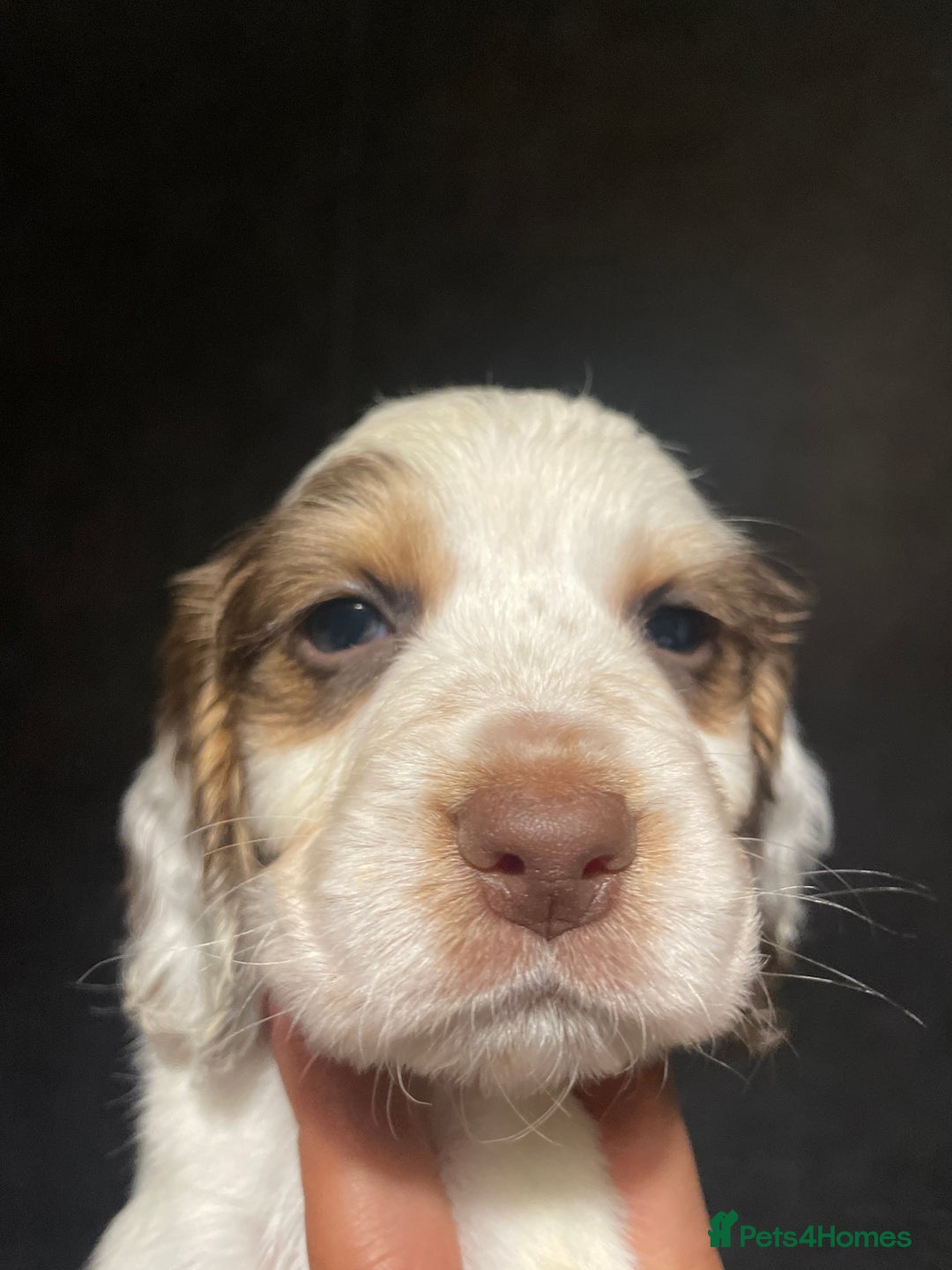 Cocker Spaniel dogs for sale: Stunning cocker spaniel puppies  - Image 7