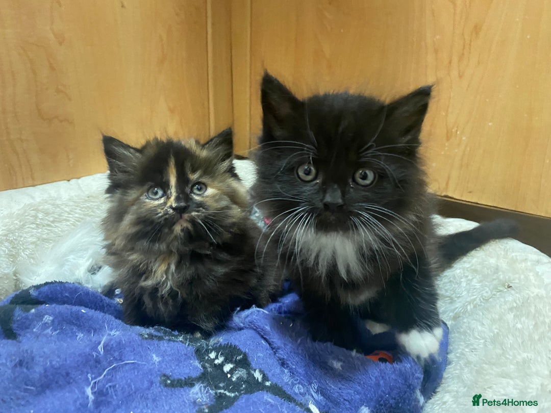 British Longhair cats for sale: 8 weeks old gorgeous kittens for sale - Image 4