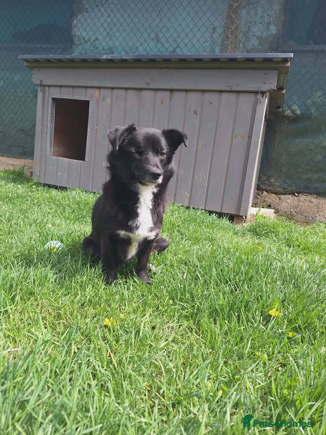 Mixed Breed dogs for adoption: Queen for adoption in Leighton Buzzard - Advert 1