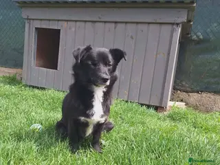 Mixed Breed dogs Queen for adoption - Advert 1