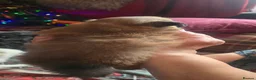 German Spitz dogs for sale: Lovingly Raised German Spitz Puppies - Advert 22