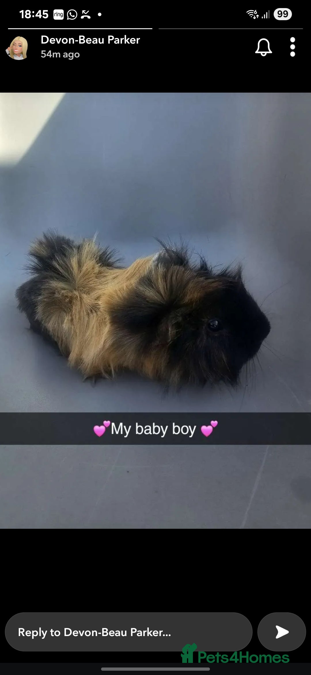 Guinea Pig rodents for sale: 3 male Guinea pigs - Image 3
