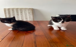 Mixed Breed cats for sale: 2 Adorable Kittens For Sale  - Image 13
