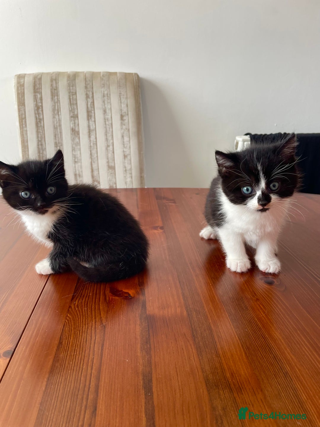 Mixed Breed cats for sale: 2 Adorable Kittens For Sale  - Image 13