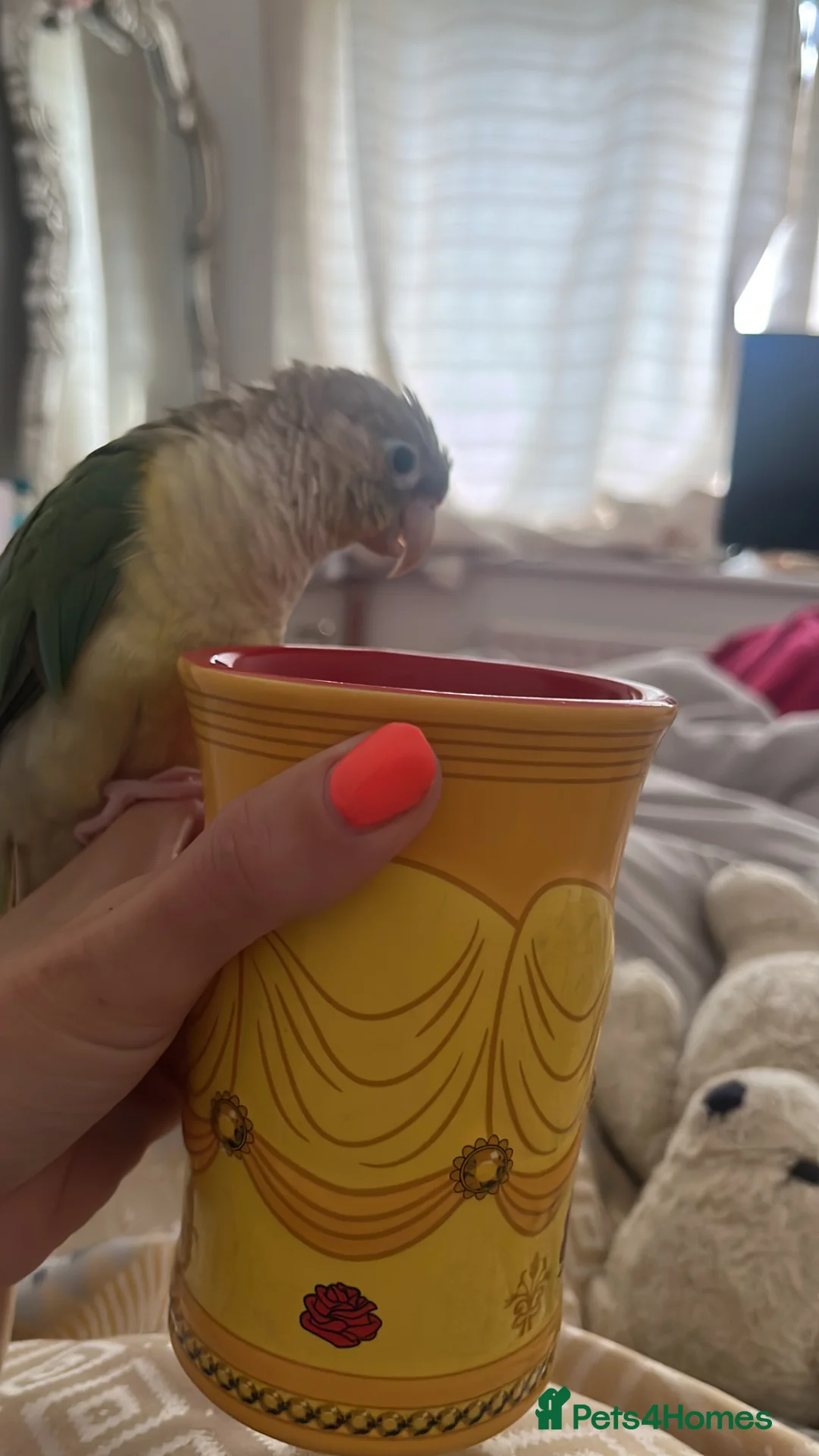 Conures birds for sale: 2 year old conure  in Colchester - Advert 2