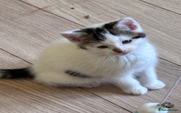 Mixed Breed cats for sale: Kittens seeking 5⭐️ forever homes - Image 3