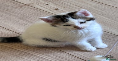 Mixed Breed cats - Advert 11