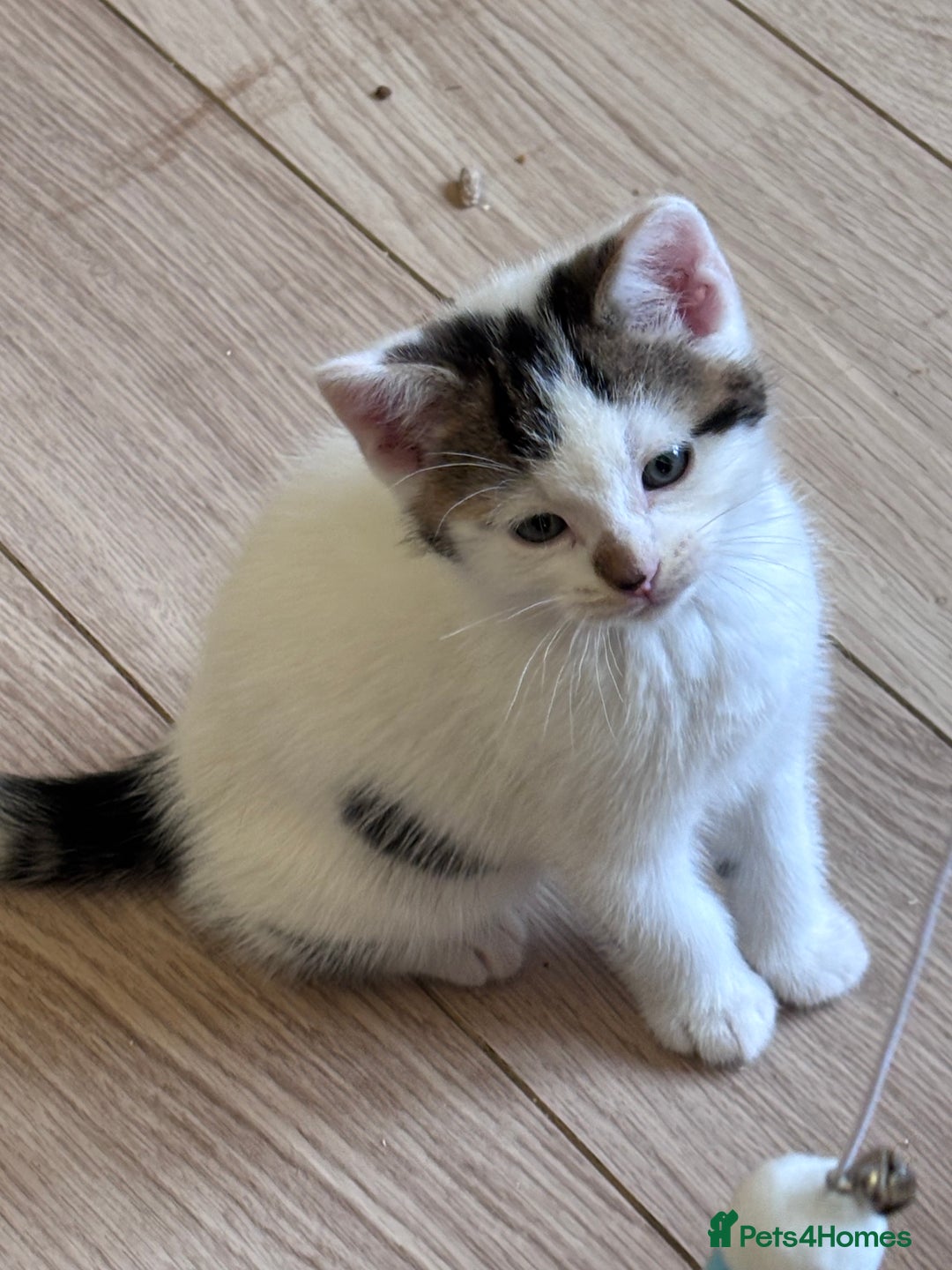Mixed Breed cats for sale: Kittens seeking 5⭐️ forever homes - Image 3