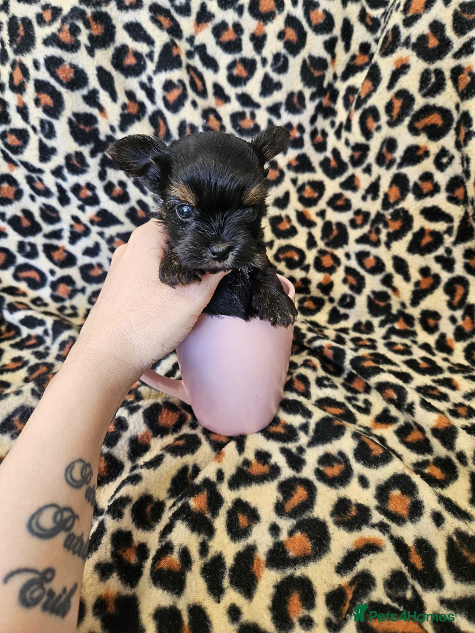 Yorkshire Terrier dogs 🩷 1 Toy girl 🩷DNA tested parents 2 girls 3 boys  - Advert 2