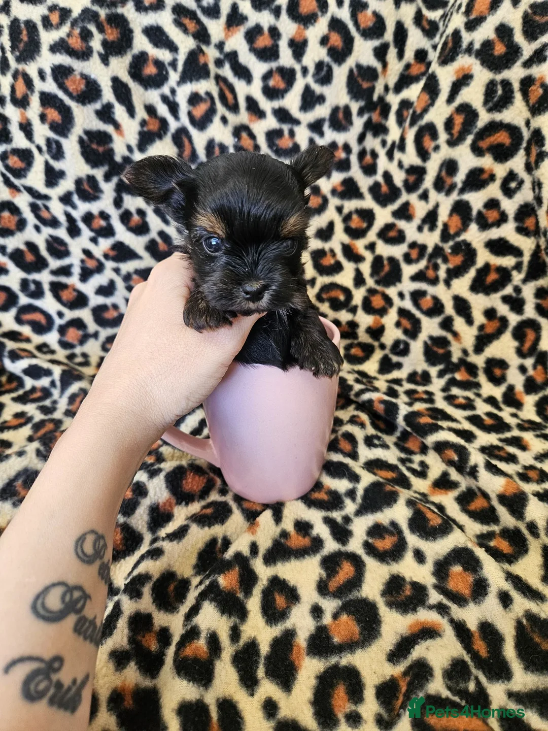 Yorkshire Terrier dogs for sale: 🩷 1 Toy girl 🩷DNA tested parents 2 girls 3 boys  - Advert 1