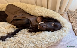 Cocker Spaniel dogs for sale: Cocker spaniel  - Advert 3