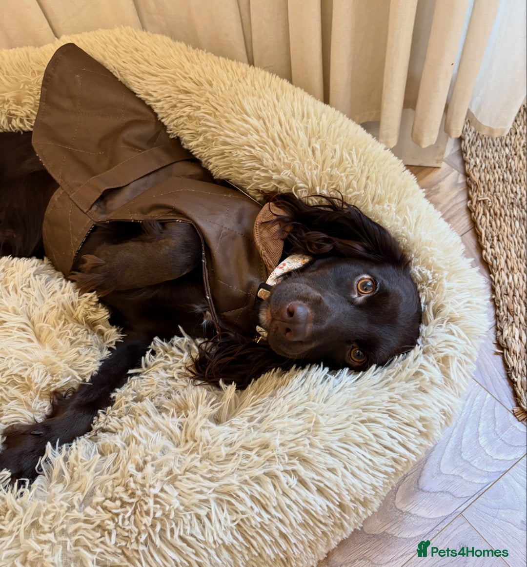 Cocker Spaniel dogs for sale: Cocker spaniel  - Advert 3