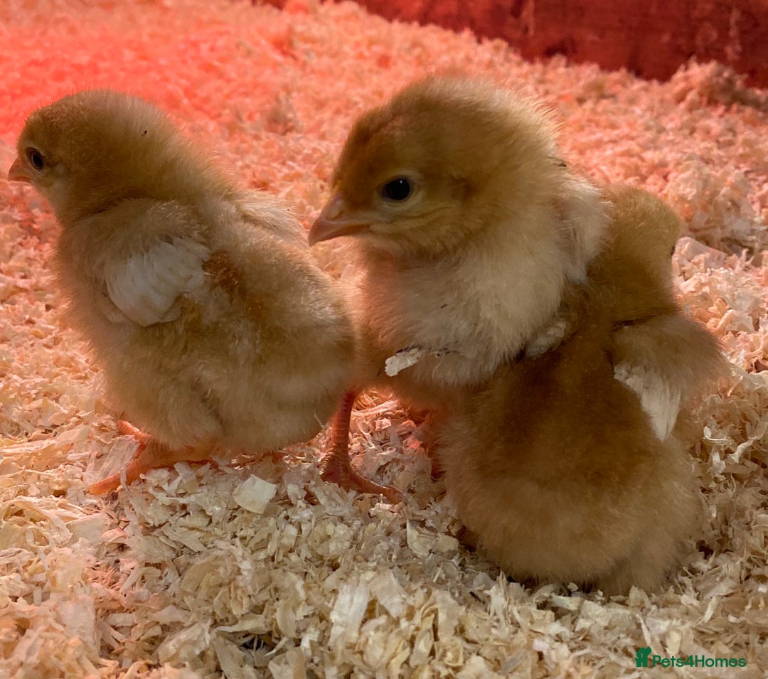Chickens poultry for sale: Day old Female hybrid chicks  - Image 1