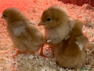 Chickens poultry - Advert 16