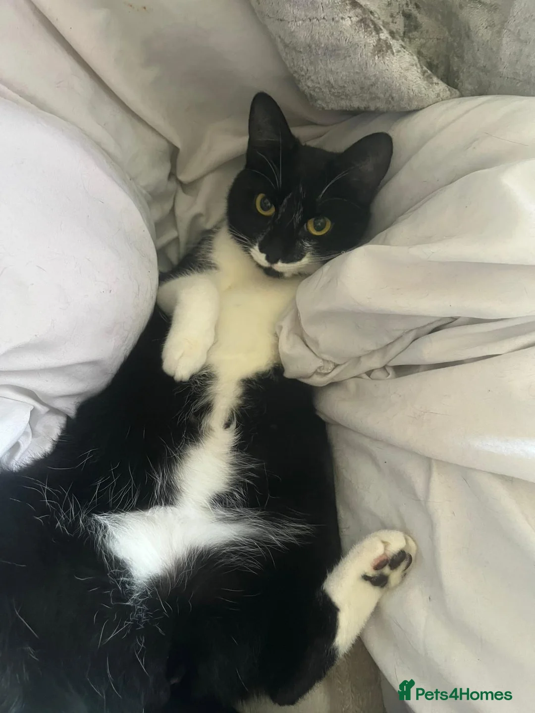 Mixed Breed cats for sale: Black and white female cat  - Advert 2