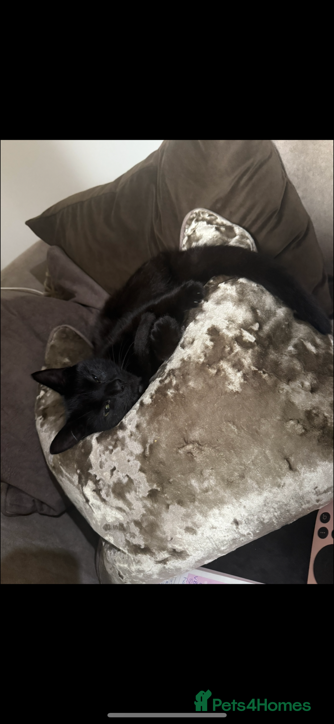 Mixed Breed cats for sale: two black cats (one male one female) - Image 1