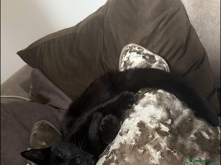 Mixed Breed cats - Advert 7