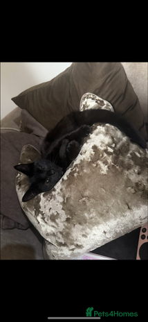 Mixed Breed cats - Advert 9