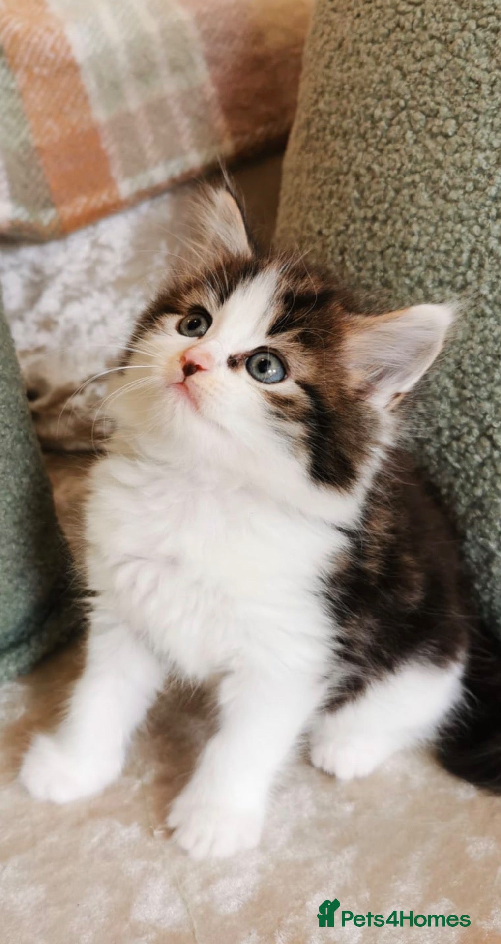 Mixed Breed cats Beautiful Maine Coon Kittens  - Advert 19