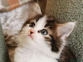 Mixed Breed cats Beautiful Maine Coon Kittens - Advert 19