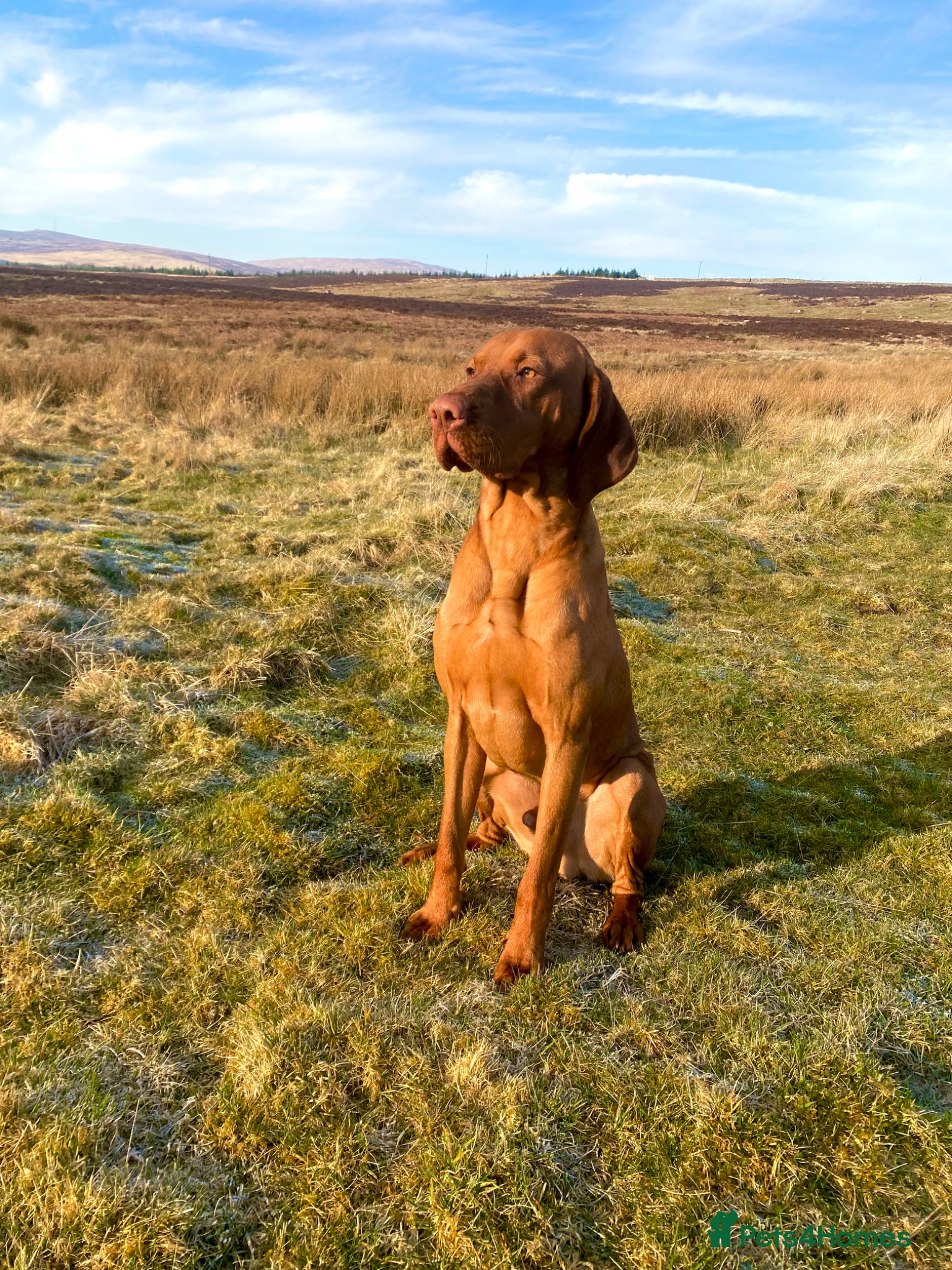 Hungarian Vizsla dogs for stud: European champion sired -Imported Hungarian Vizsla - Advert 1