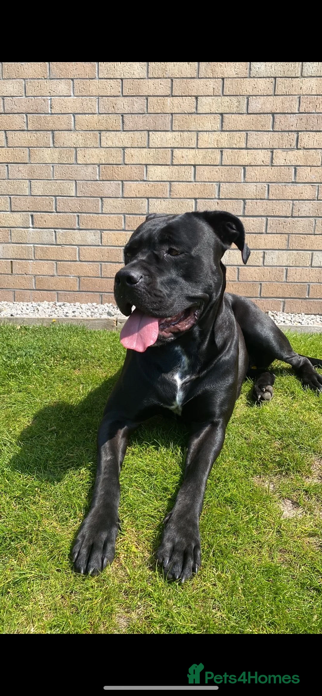 Mixed Breed dogs for sale: Cane Corso/Great Dane X Cane Corso Boerboel - Advert 2